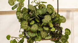 Illustrasjonsbilde av en plante.