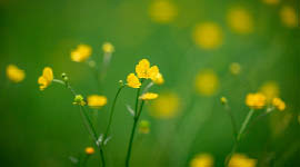 Gule smørblomster på grønn bakgrunn.