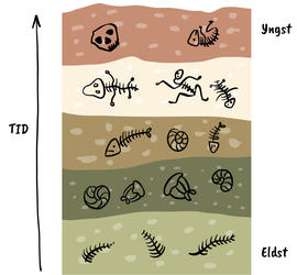 Illustrasjon av lagdeling av fossiler.