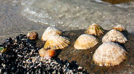 Fotografi av skjell på en strand.