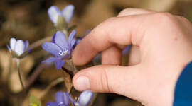 Illustrasjonsbilde. Blomst.