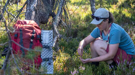 Speider som sanker spiselige vekster i skogen.