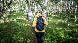 Speidere på tur i bjørkeskog.