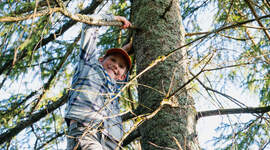 Speider som klatrer i et tre.